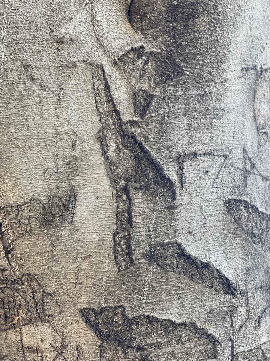 Close view of pale grey tree bark with carved marks, photograph by Esther Piaskowski