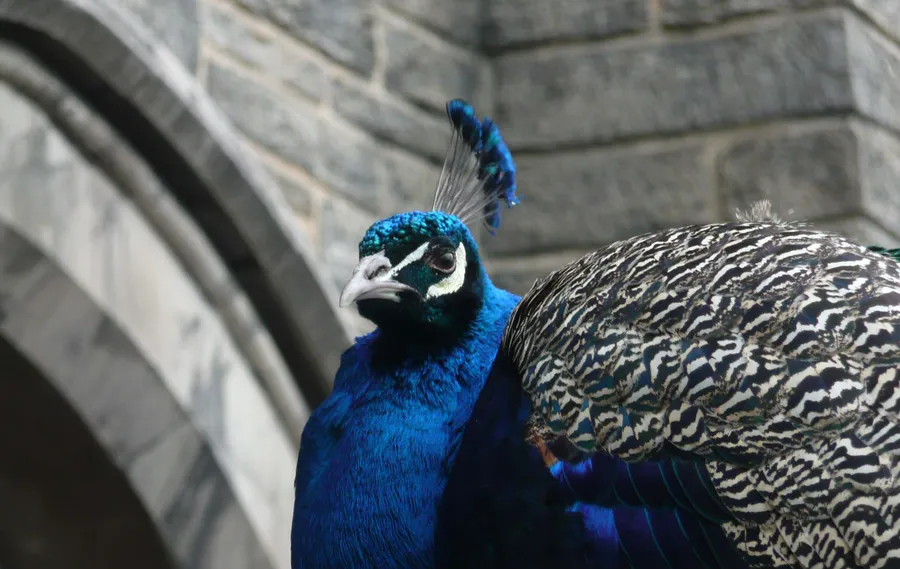 Peacock — Fauna, photograph by Esther Piaskowski