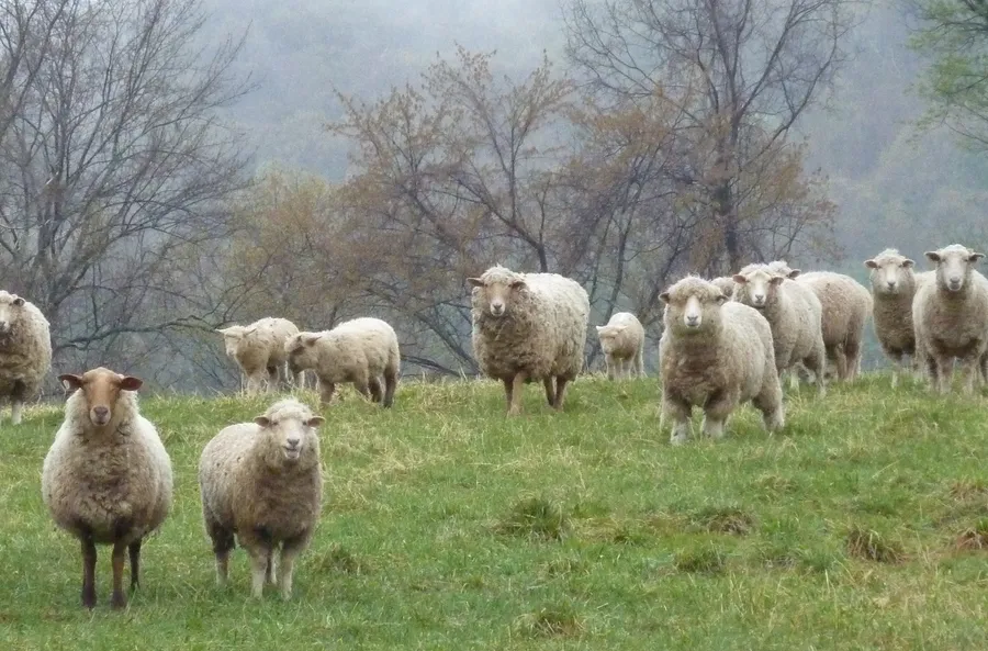 Sheep on a Hill — Fauna, photograph by Esther Piaskowski