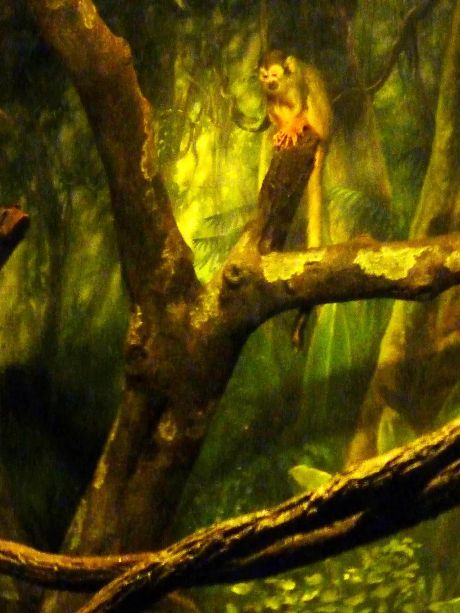 Sleepy Lemur — Fauna, photograph by Esther Piaskowski