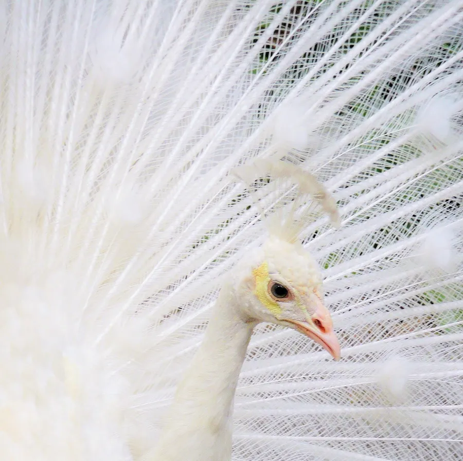 White Peacock — Fauna, photograph by Esther Piaskowski